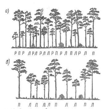 Схема комбинированного метода рубок ухода за лесом