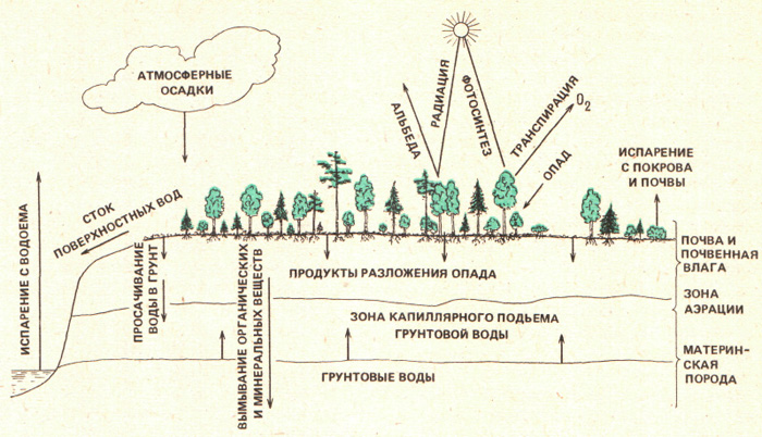 Схема взаимовлияния растений и среды