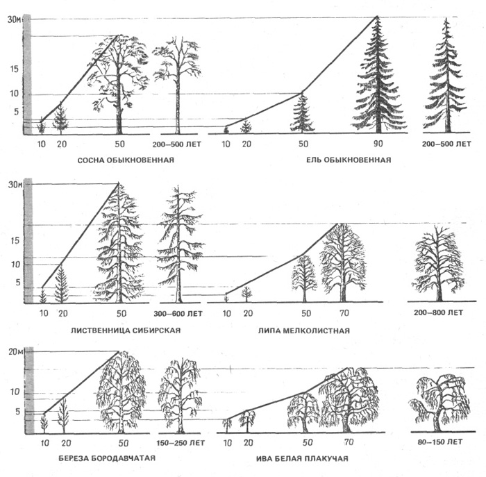 Изменение габитуса древесных пород на различных этапах формирования