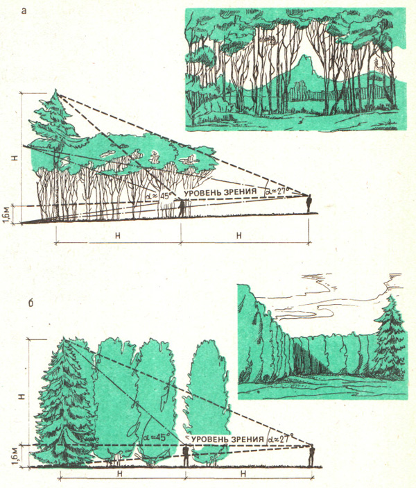 Влияния форм и расположения древесных крон на восприятие паркового пространства