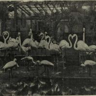 Москва. Фламинго в зимнем помещении зоопарка