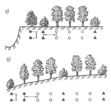 Схема размещения древесных и кустарниковых пород в полосах