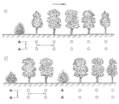 Схема размещения древесных и кустарниковых пород в водорегулирующей полосе
