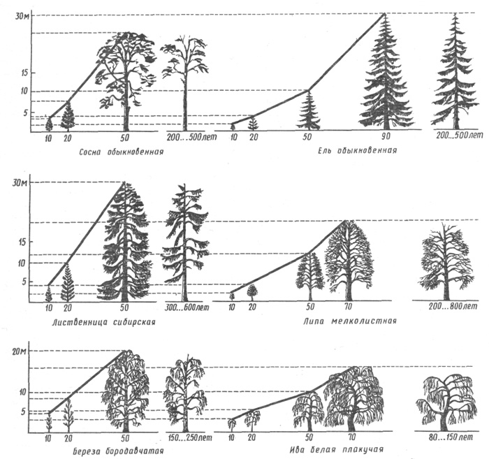 Изменение габитуса древесных пород на различных этапах формирования