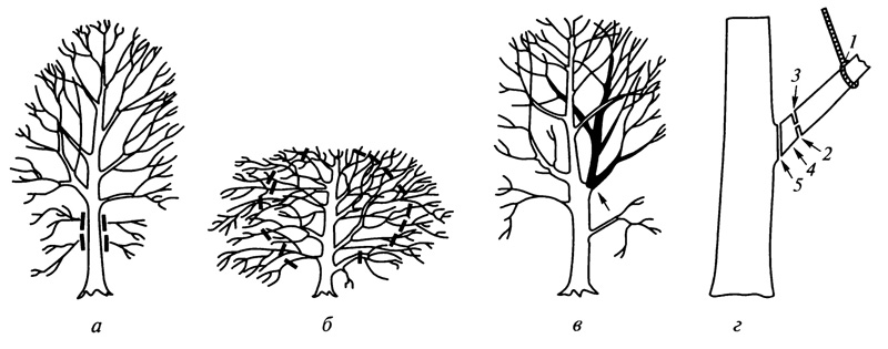 Рис. 9.21. Схемы формирования деревьев