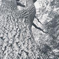 600-летний дуб-долгожитель в садах Коломенского