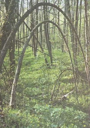Глеб Химичев, «Вход в лес», 2003